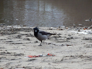 On the beach - Free image #458143